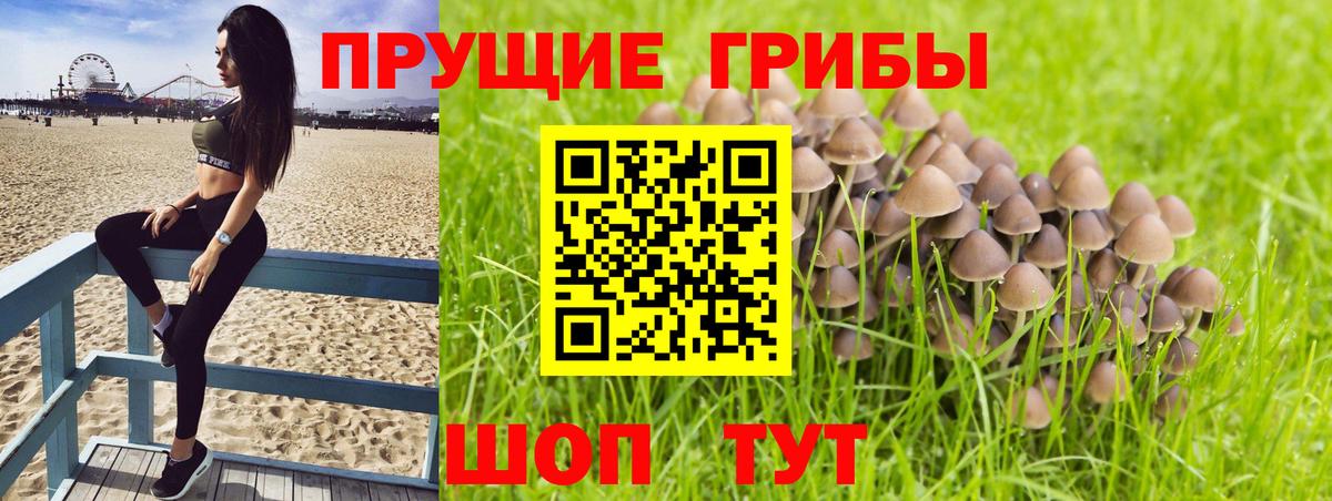Псилоцибиновые грибы MAGIC MUSHROOMS  Вход с VPN  Нальчик  купить   Псилоцибиновые грибы Psilocybine cubensis 